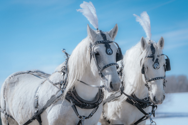 2025 DO - Carriage Rides 1