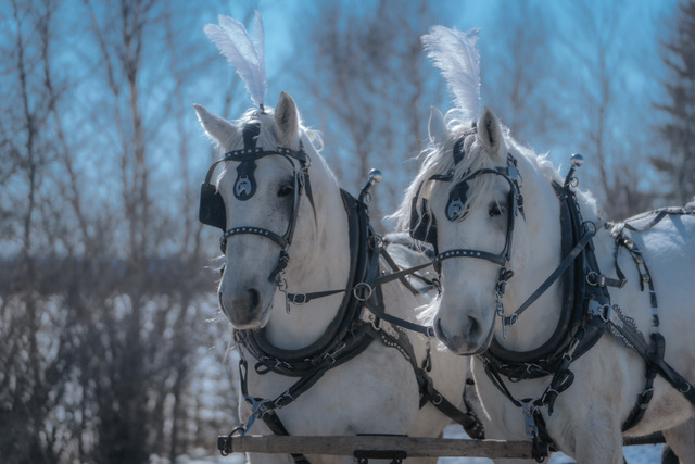 2025 DO - Carriage Rides 2