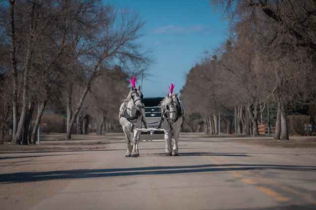 2025 DO - Carriage Rides 4